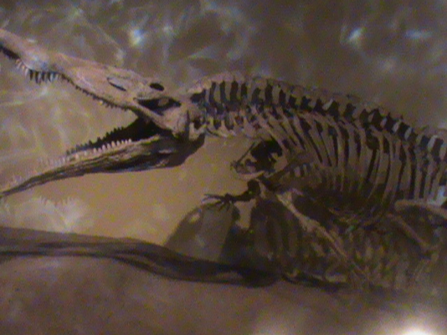 The Dawn of Terror: Coelophysis vs. Desmatosuchus (image credits: wikimedia)
