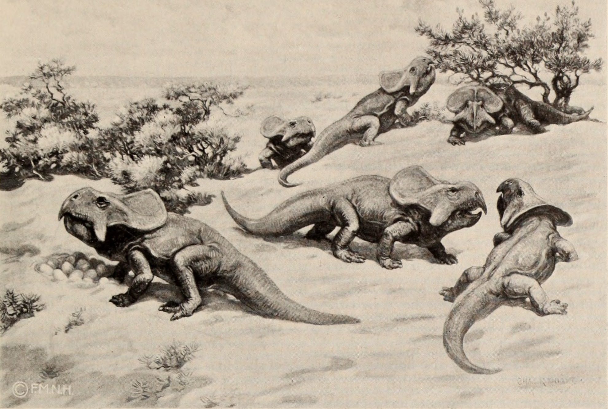 Extinction and Survival Lessons (image credits: wikimedia)
