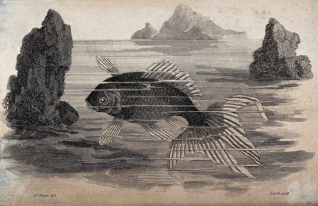 The Physics of Prehistoric Swimming (image credits: rawpixel)