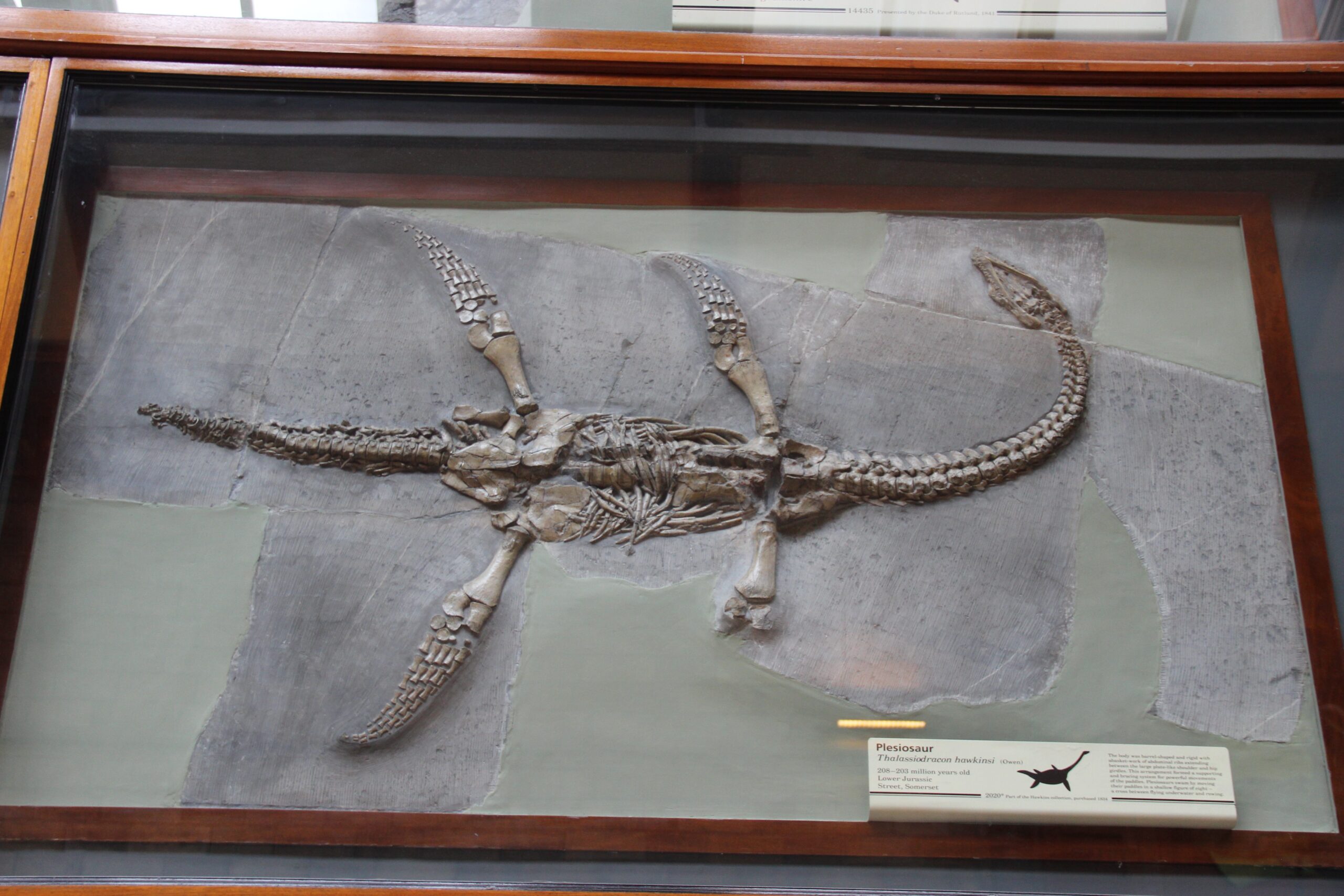 Plesiosaurs: The Marine Specialists (image credits: wikimedia)