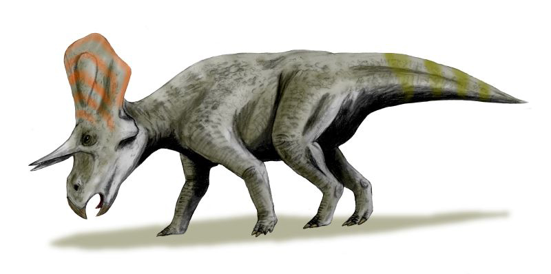 Ceratopsians: Questionable Swimmers (image credits: wikimedia)
