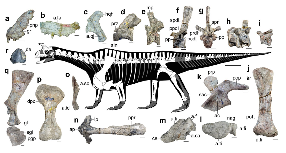 The Rise of Archosaur Innovation (image credits: wikimedia)
