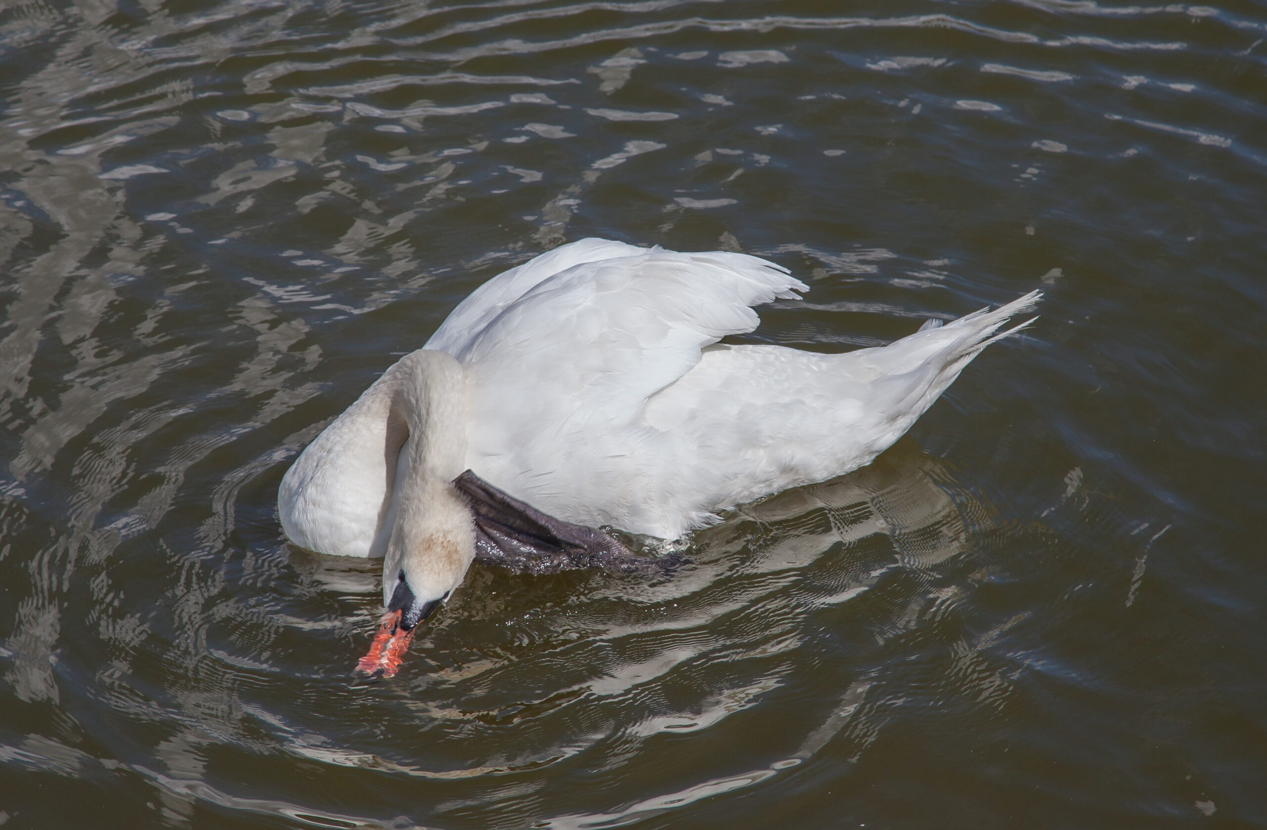 Comparative Analysis: Learning from Modern Semi-Aquatic Giants (image credits: wikimedia)