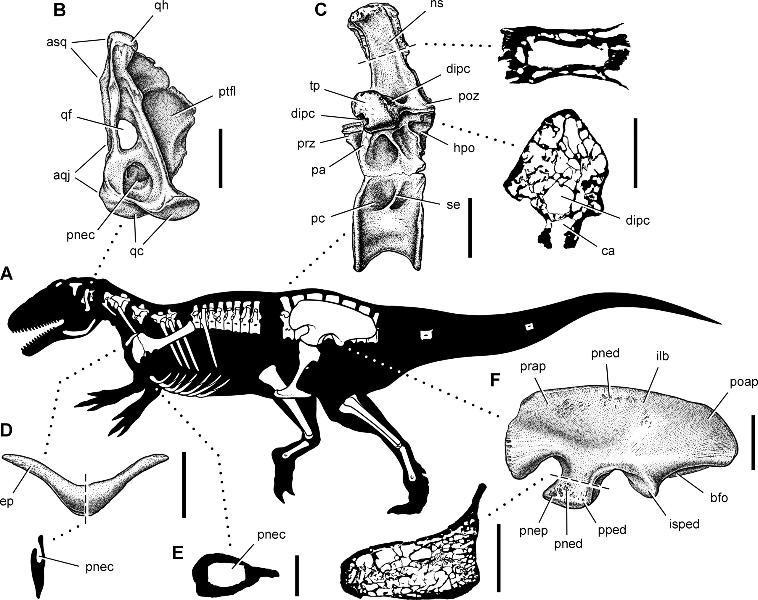 Hollow Bones Revolutionized Animal Flight (image credits: wikimedia)