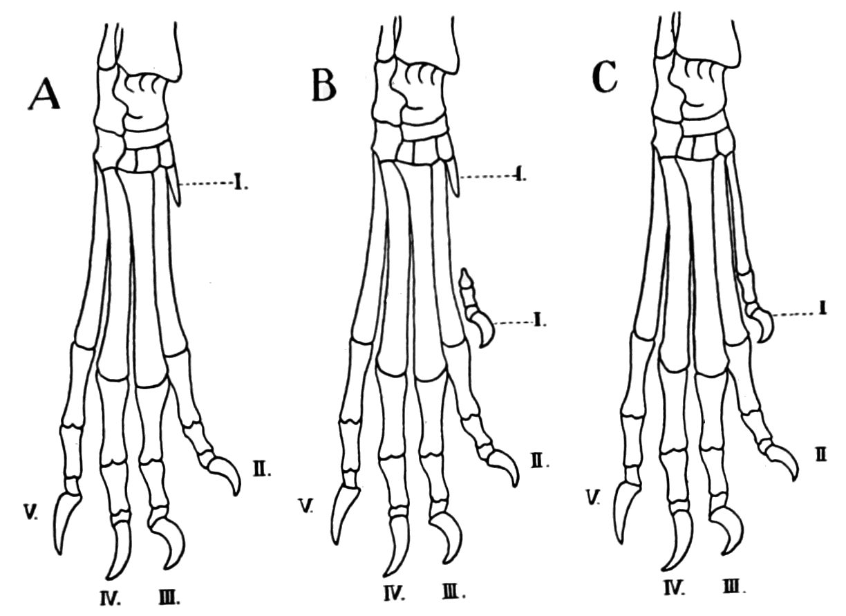 Dinosaur Bone Structure Influences Modern Animal Strength (image credits: wikimedia)