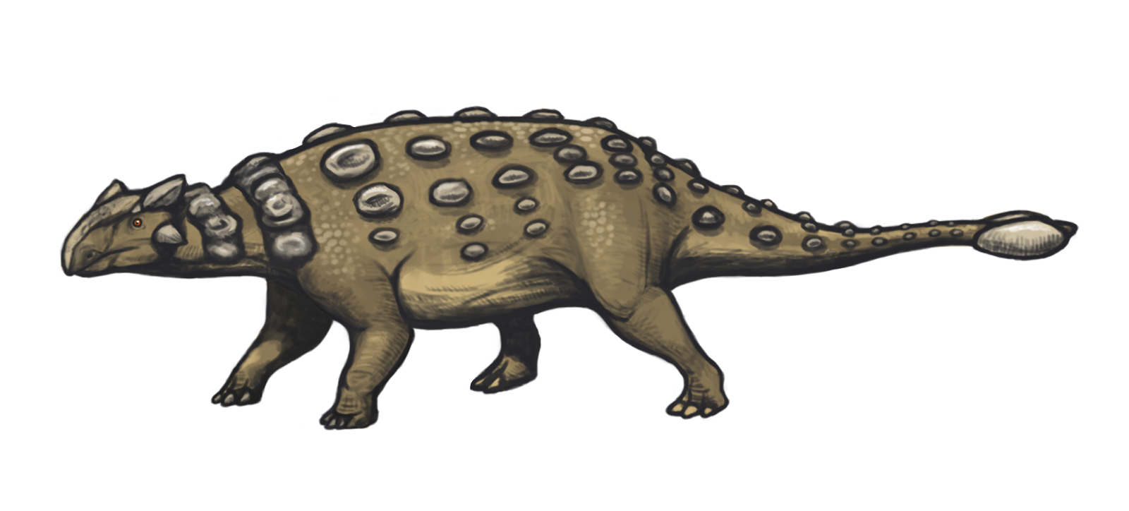The Rise of Armored Herbivores (image credits: wikimedia)