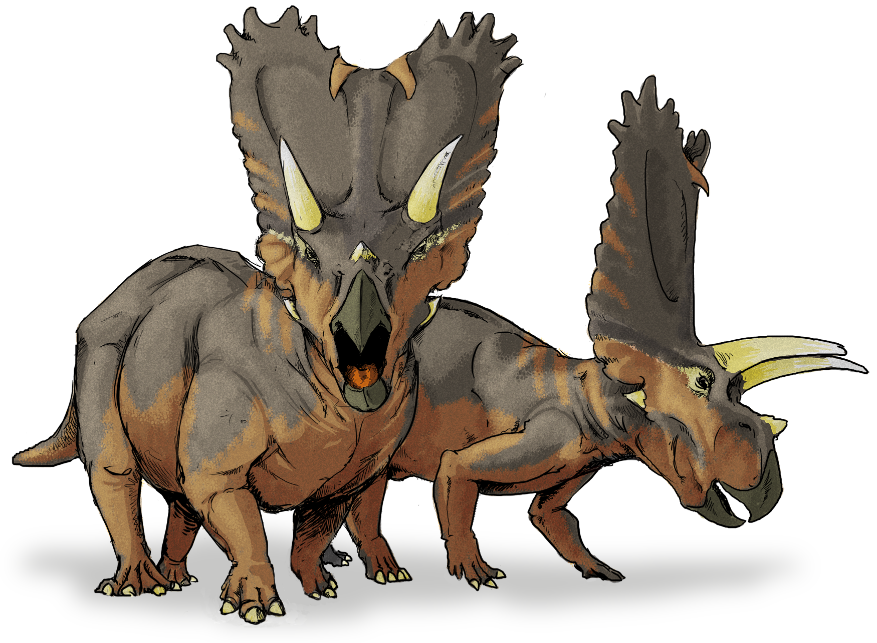 Horns, Frills, and Charging Tactics (image credits: By LadyofHats, Public domain, https://commons.wikimedia.org/w/index.php?curid=2425235)