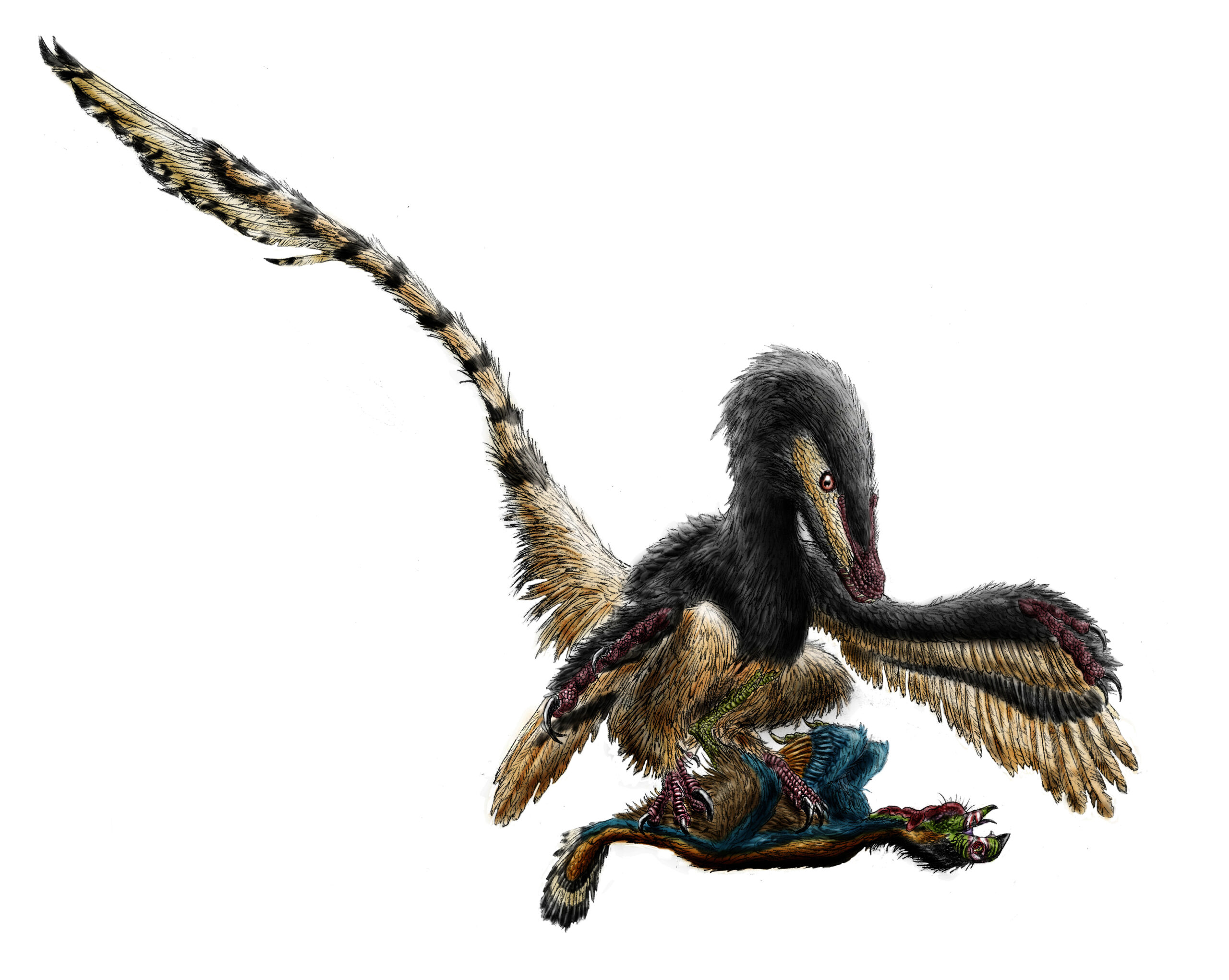 The Dawn of Terror: When Feathers First Meant Death (image credits: By Durbed, CC BY-SA 3.0, https://commons.wikimedia.org/w/index.php?curid=37130481)