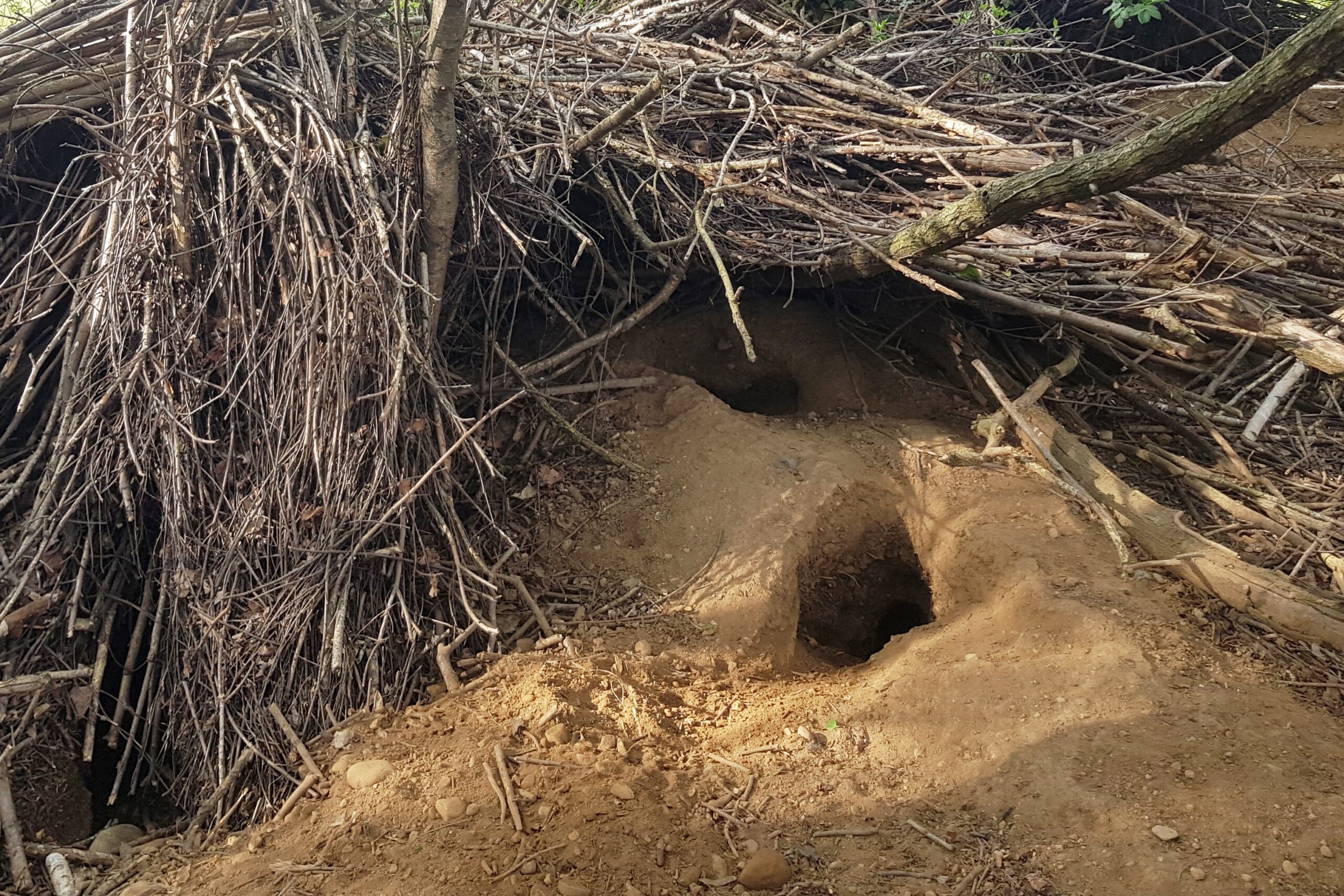 Underground Sanctuaries: The Rise of Burrowing (image credits: By Mænsard vokser, CC BY-SA 4.0, https://commons.wikimedia.org/w/index.php?curid=103280824)