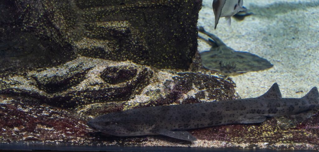 a fish swimming in water
