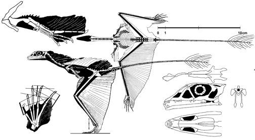 Illustration of a Sharovipteryx skeleton with detailed wing and head structures. Includes scale bars and diagrams highlighting bone anatomy and structure.