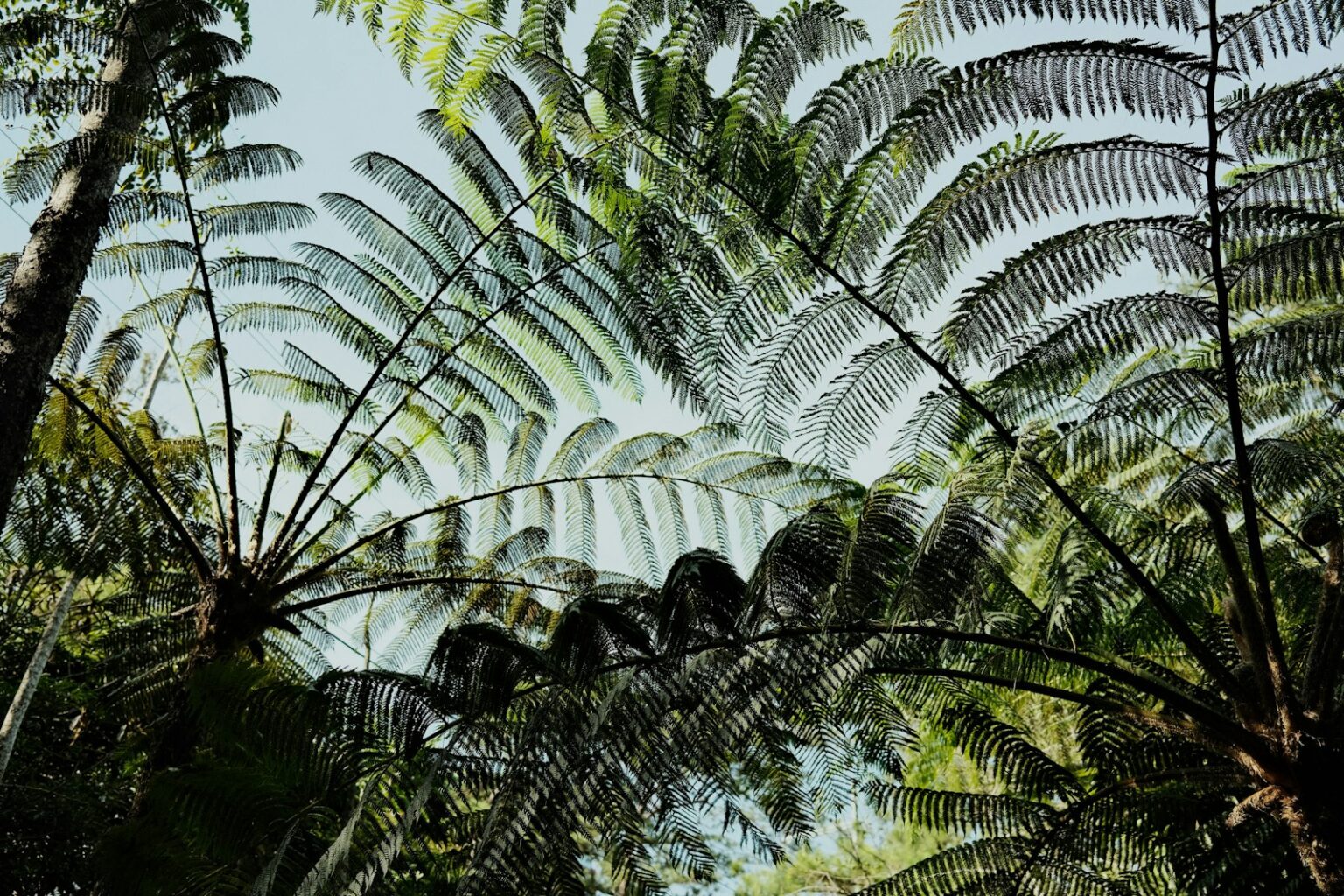 Forests of Giants: The Jurassic Flora Behind Dinosaur Gigantism – Dino ...