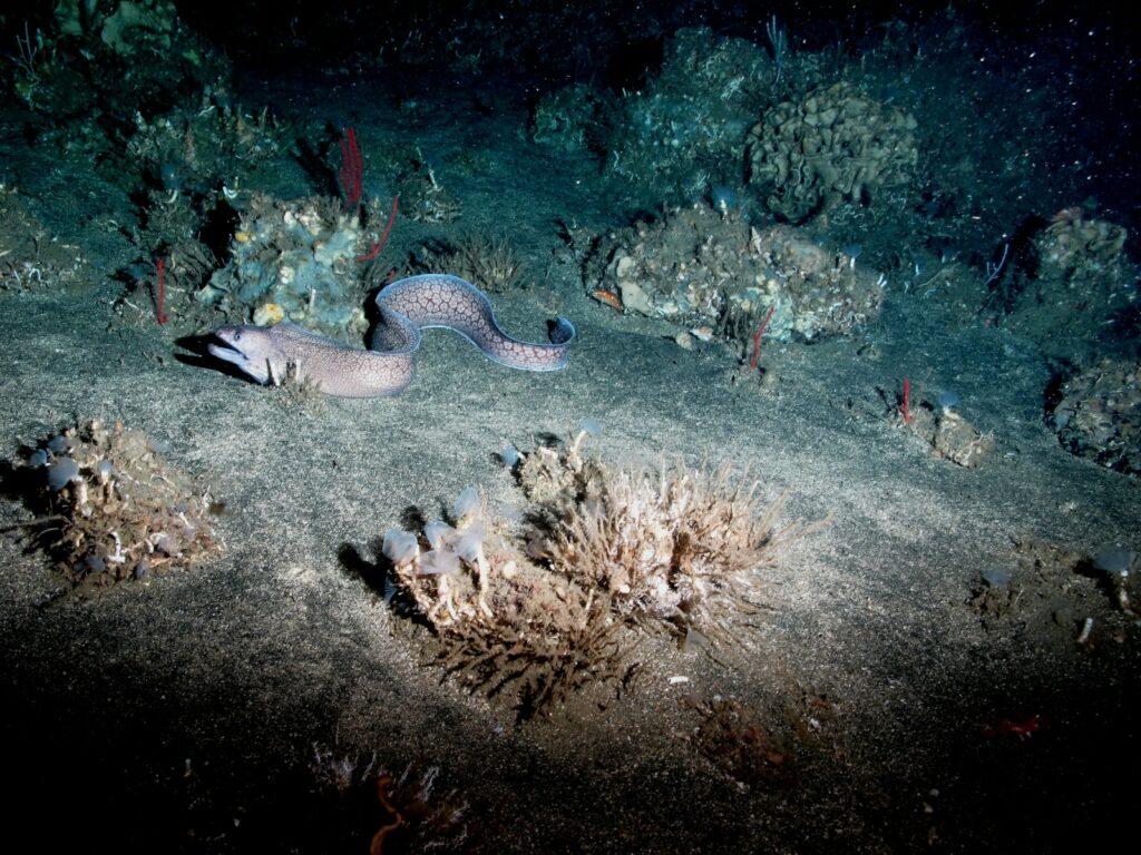 blue and white polka dot fish on coral reef