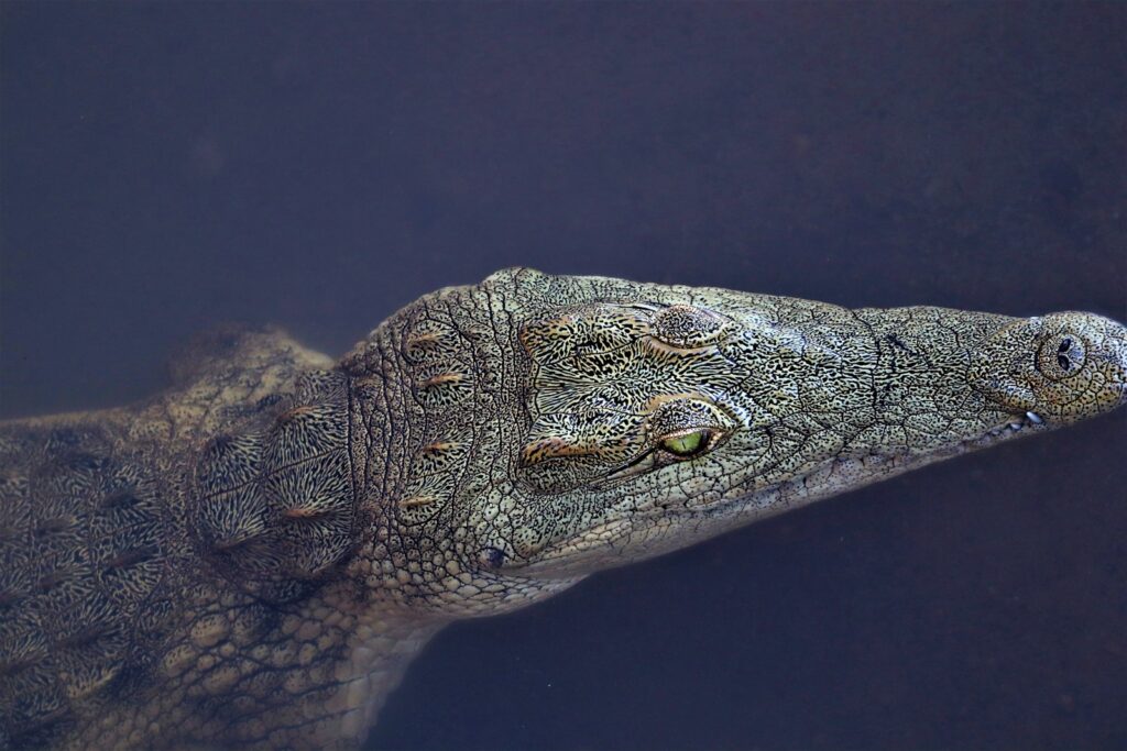 a lizard on a rock