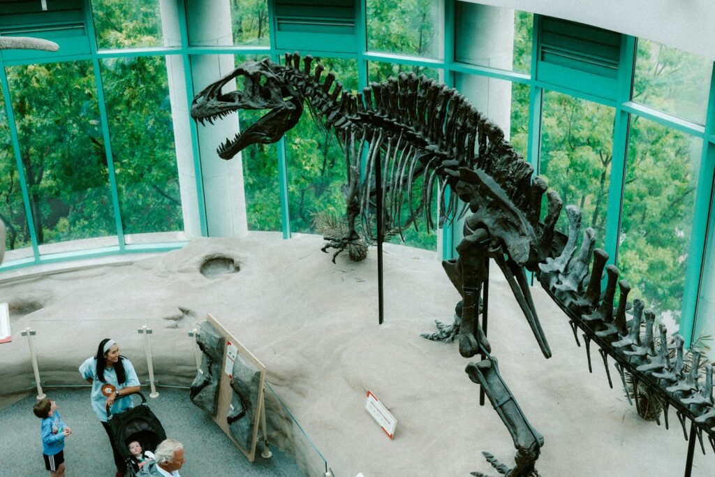 A dinosaur skeleton is on display in a museum.