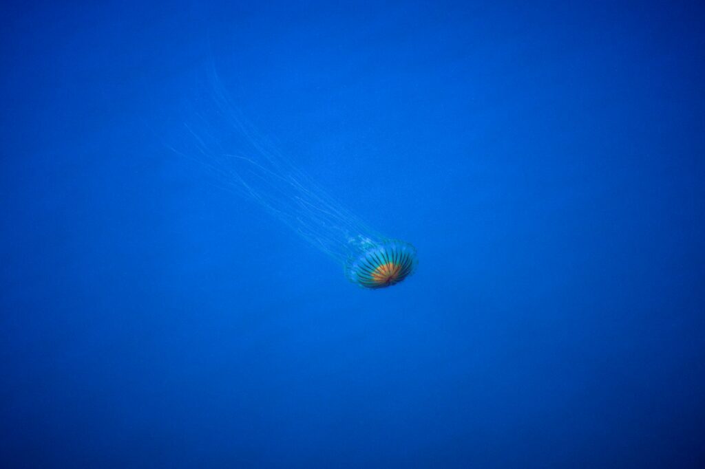 A jellyfish floats in the deep blue ocean.