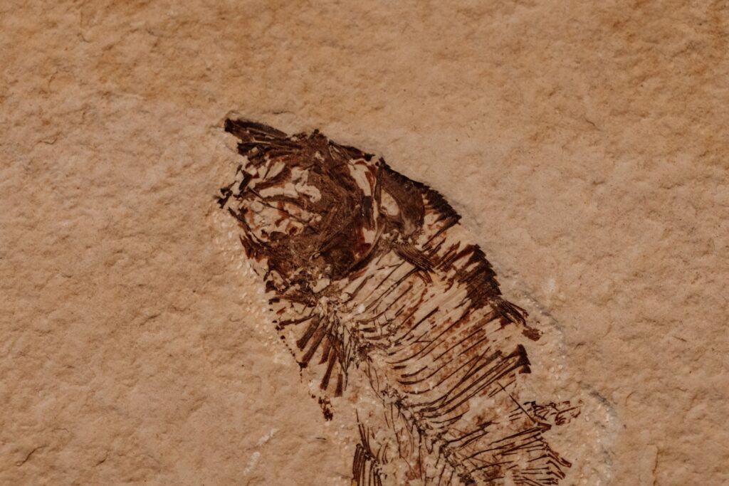a fossil of a fish on a rock