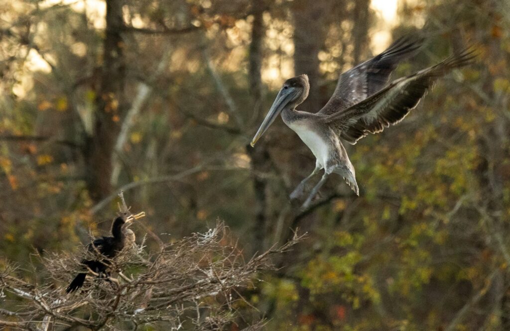 A bird flying over a tree filled forest