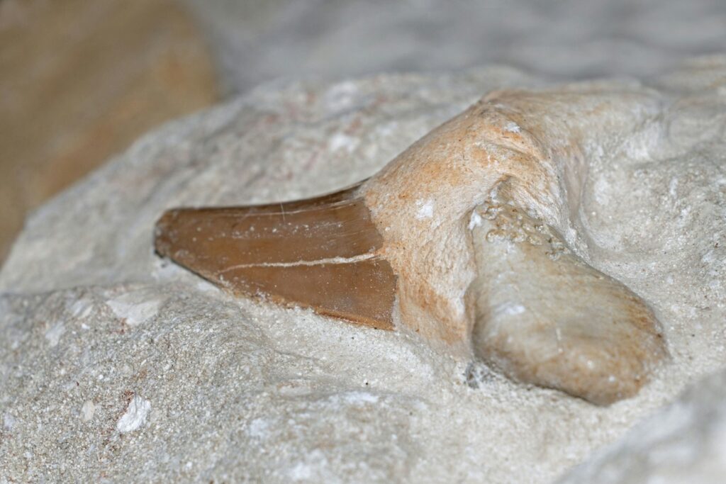 Close-up of a fossilized shark tooth embedded in rough, sandy rock. The tooth is brown and pointed, contrasting with the pale stone.