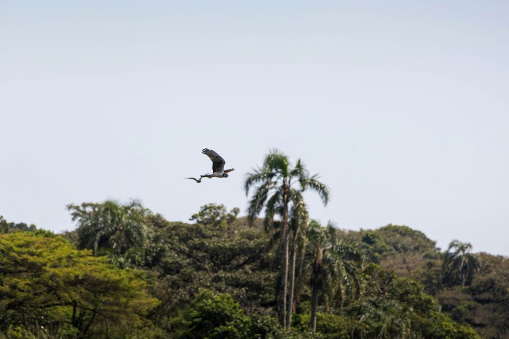 A large bird flying over a lush green forest