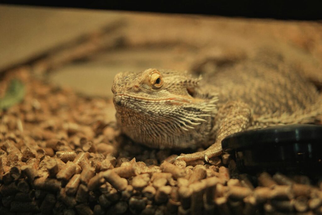 Captivating close-up of a bearded dragon resting on a substrate in an indoor terrarium.