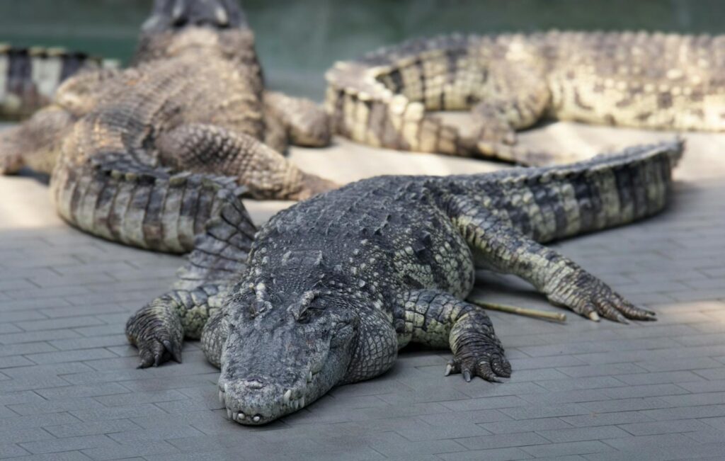 Crocodiles resting in a zoo exhibit, showcasing their powerful and dangerous nature.