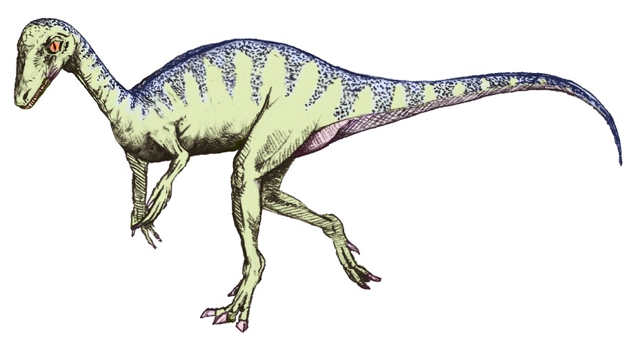 Meet the Pioneers: Eoraptor and Herrerasaurus (image credits: wikimedia)