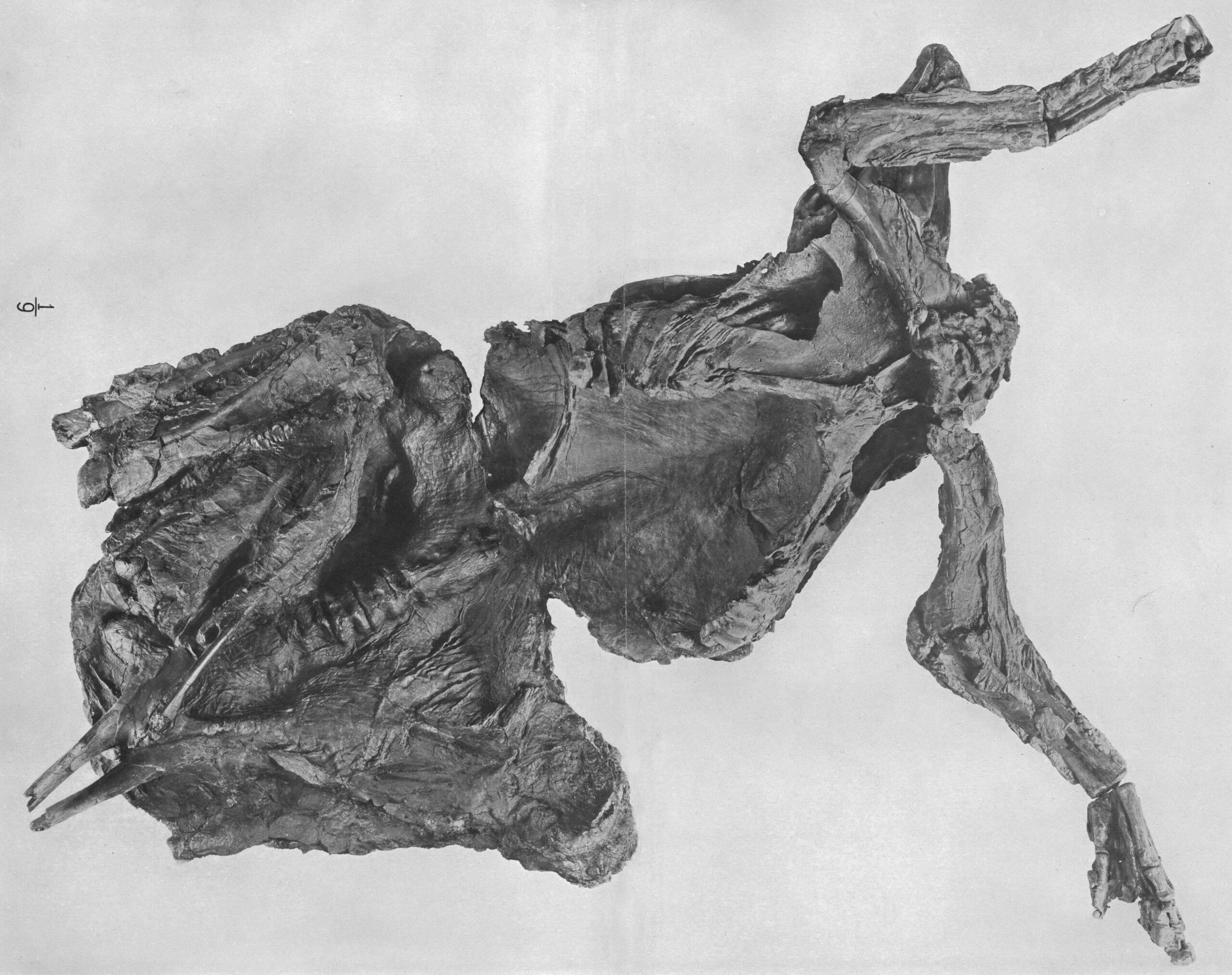 A Teenage Fossil Hunter's Remarkable Find (image credits: wikimedia)