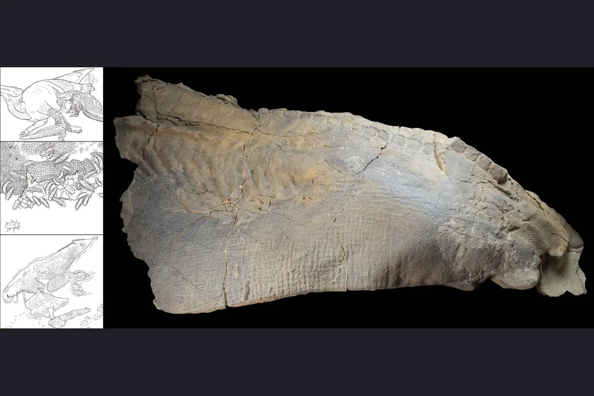 Advanced Technology Reveals Ancient Secrets (image credits: Dinosaur carcass. Paleoart by Becky Barnes(CC-BY 4.0))