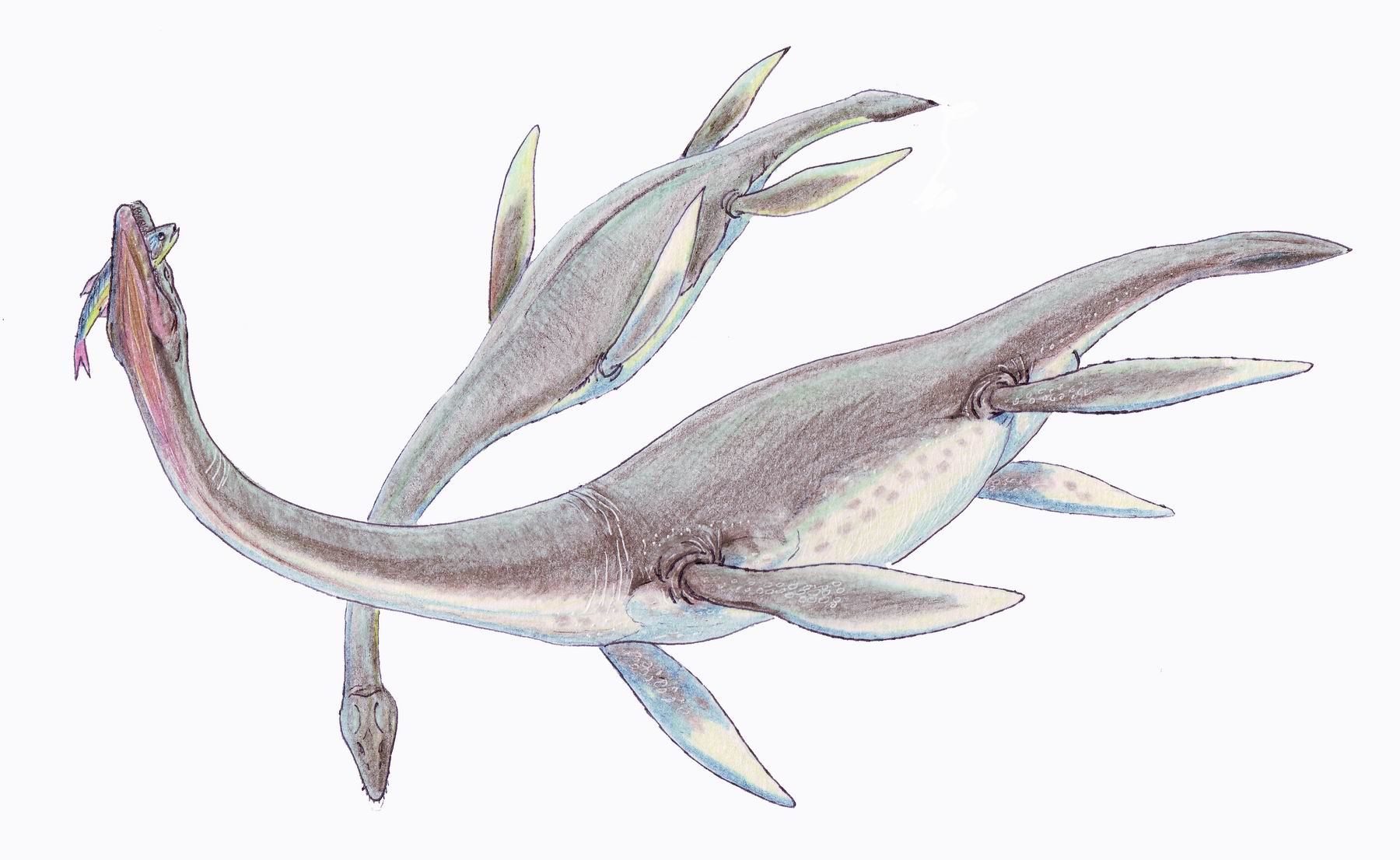 The Ocean Giants: Plesiosaurs and Their Legendary Necks (image credits: dmitrchel@mail.ru, CC BY-SA 3.0, https://commons.wikimedia.org/w/index.php?curid=3432089)
