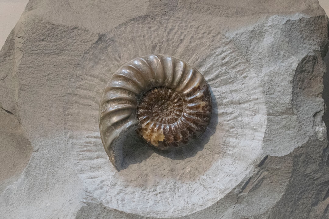 Living Submarines: The Mysterious Ammonites (image credits: unsplash)