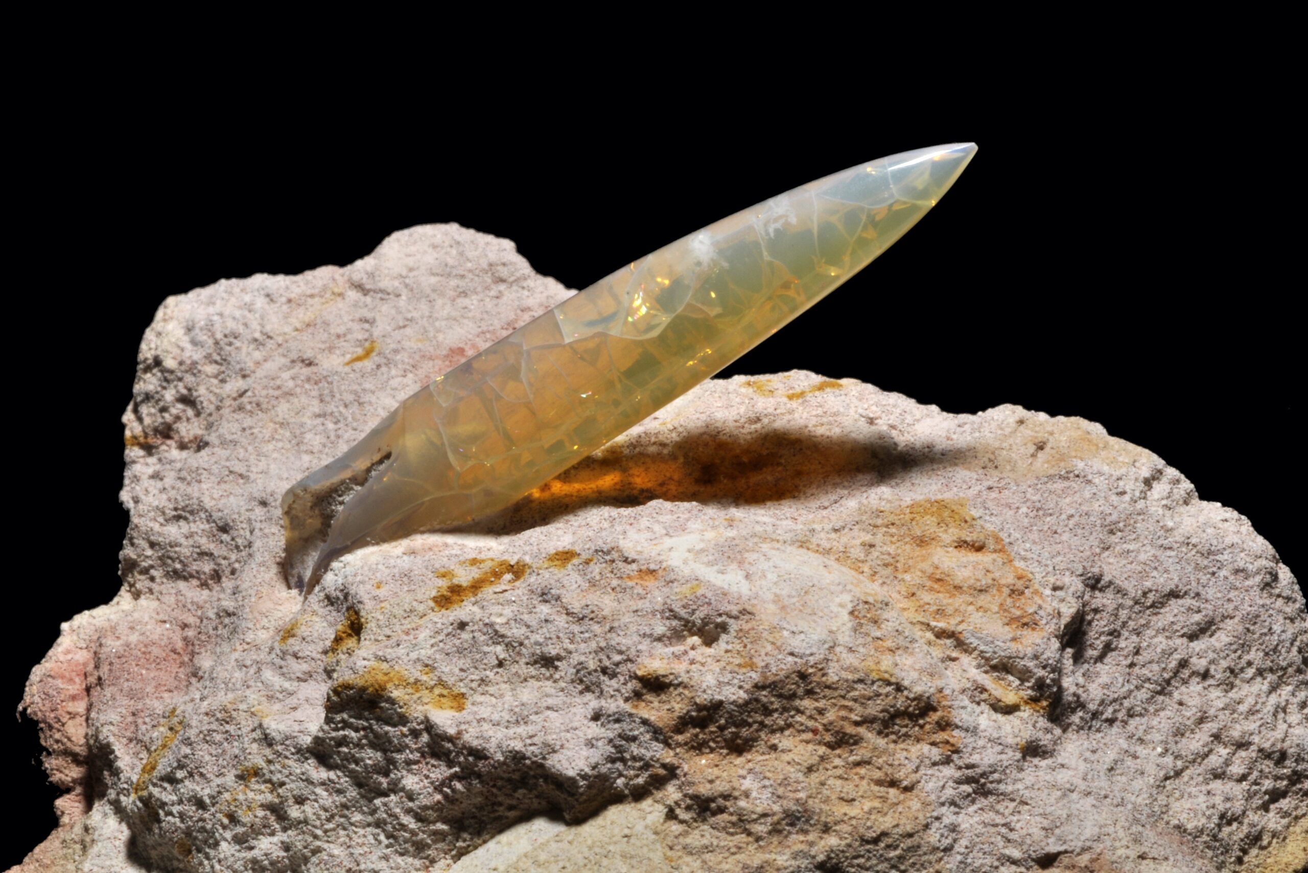 The Bullet-Shaped Hunters: Belemnites (image credits: wikimedia)