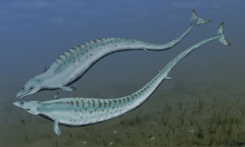 The Whale Pretenders: Early Marine Mammals (image credits: wikimedia)