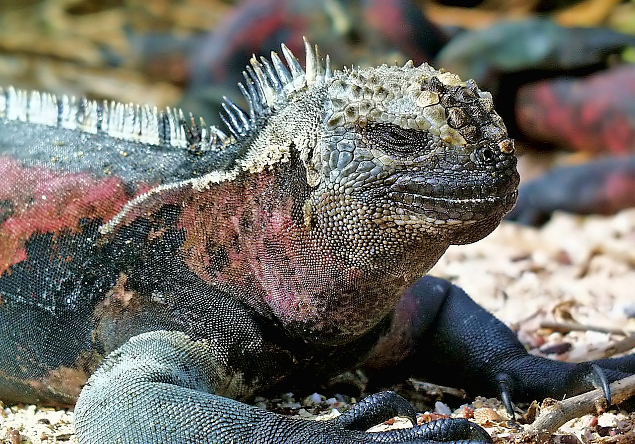 Living Fossils and Modern Connections (image credits: pixabay)