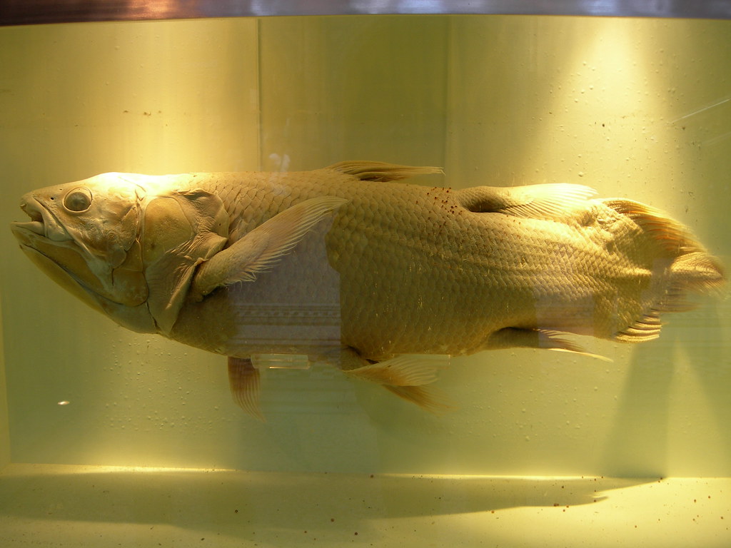 When the Sahara Was an Aquatic Paradise (image credits: flickr)