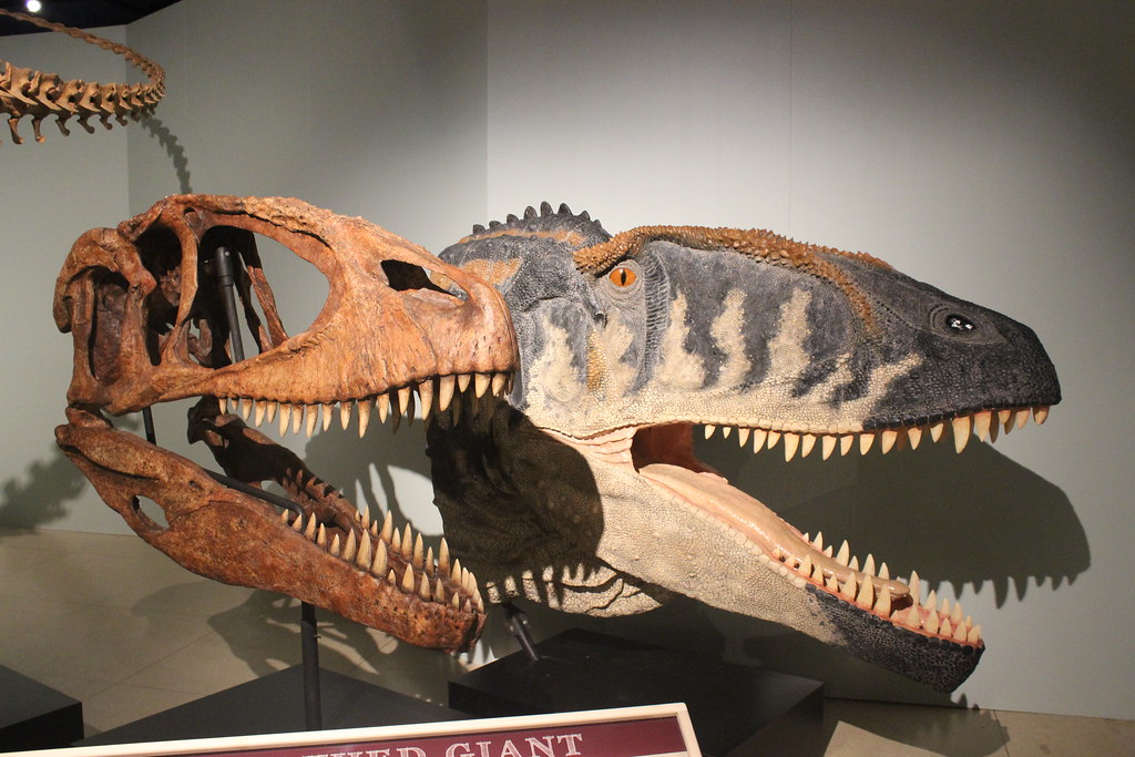 Stromer's Riddle: Too Many Predators (image credits: flickr)