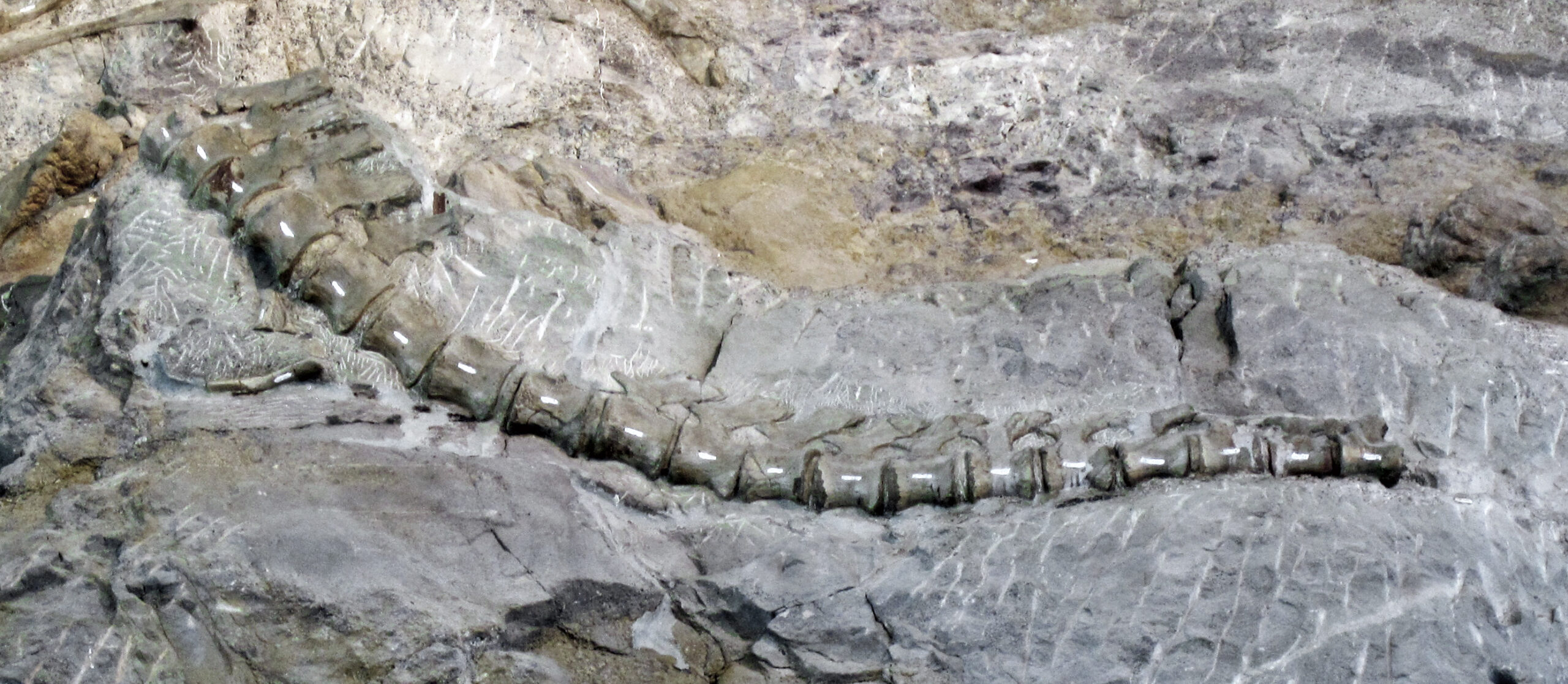 The Whip Connection That Started It All (image credits: Camarasaurus sp. (sauropod dinosaur tail bones) (Morrison Formation, Upper Jurassic; Carnegie Quarry, Dinosaur National Monument, Utah, USA) 2, CC BY 2.0, https://commons.wikimedia.org/w/index.php?curid=82922867)