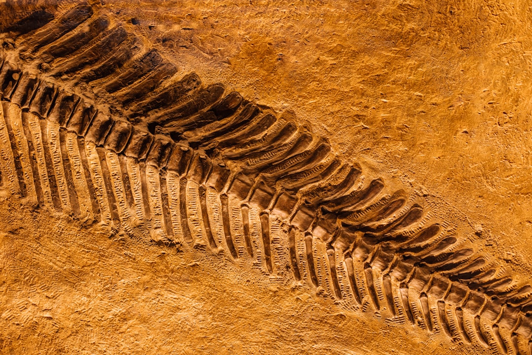 The Evidence Hidden in Fossil Bones (image credits: unsplash)
