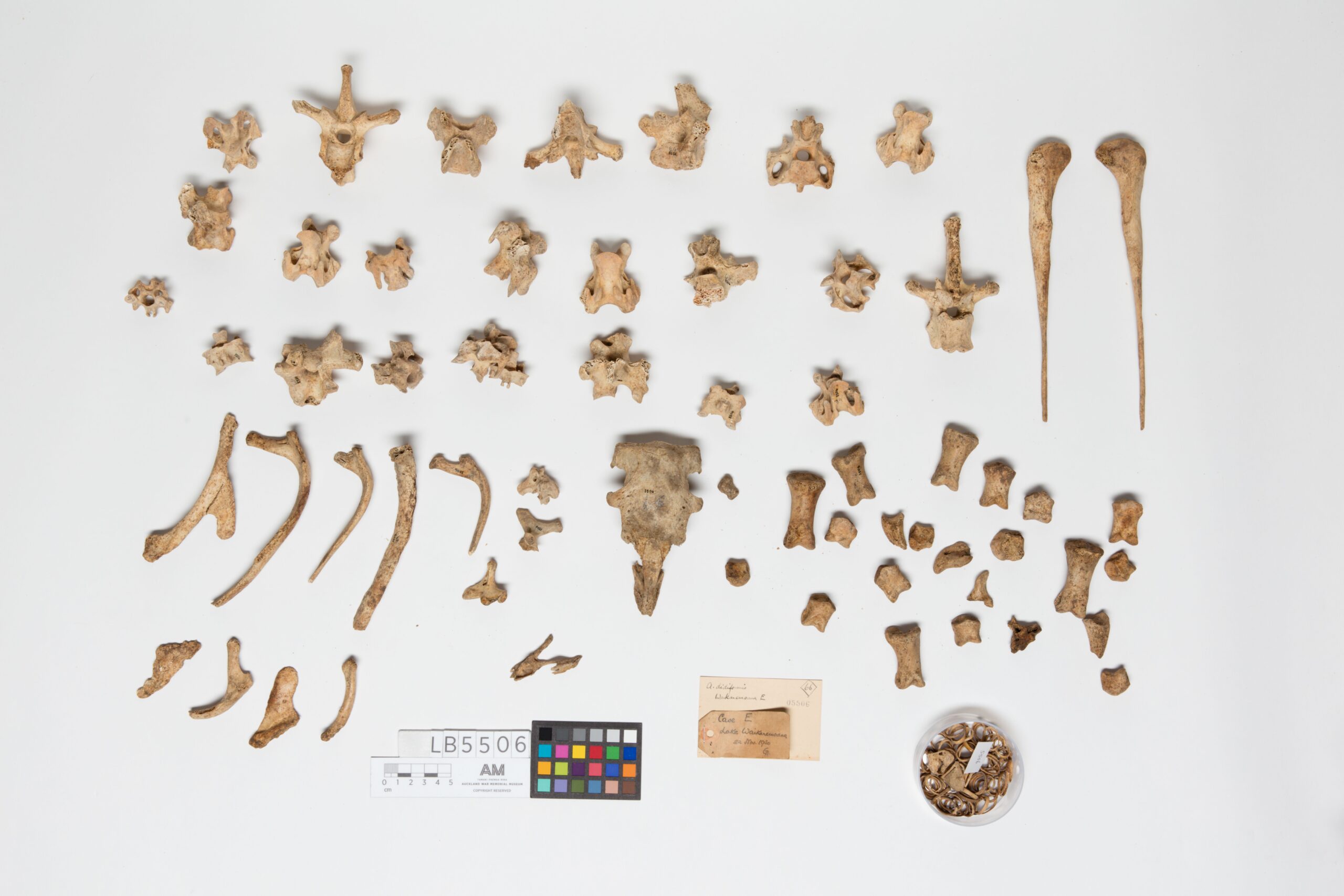 The Moa Bones That Revealed the Truth (image credits: wikimedia)