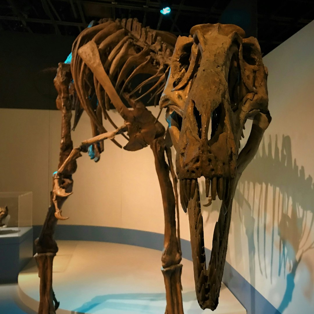 The Mathematical Impossibility of Dino DNA (image credits: unsplash)
