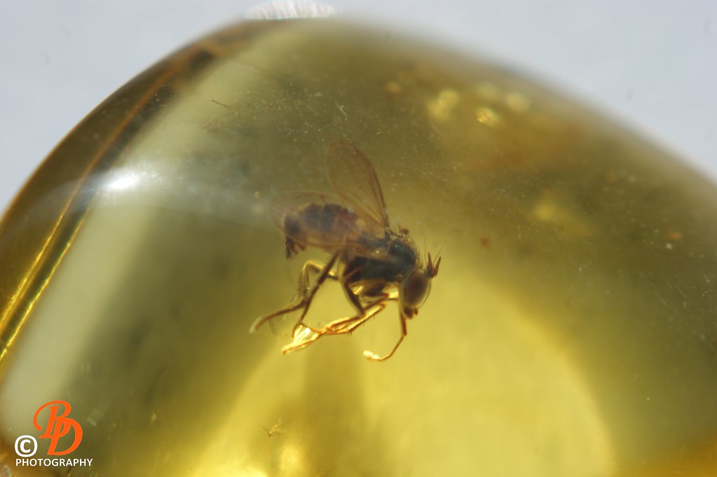 Why Amber Isn't the Answer (image credits: flickr)