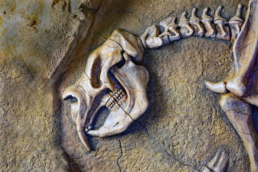 Current DNA Records vs. Dinosaur Dreams (image credits: unsplash)
