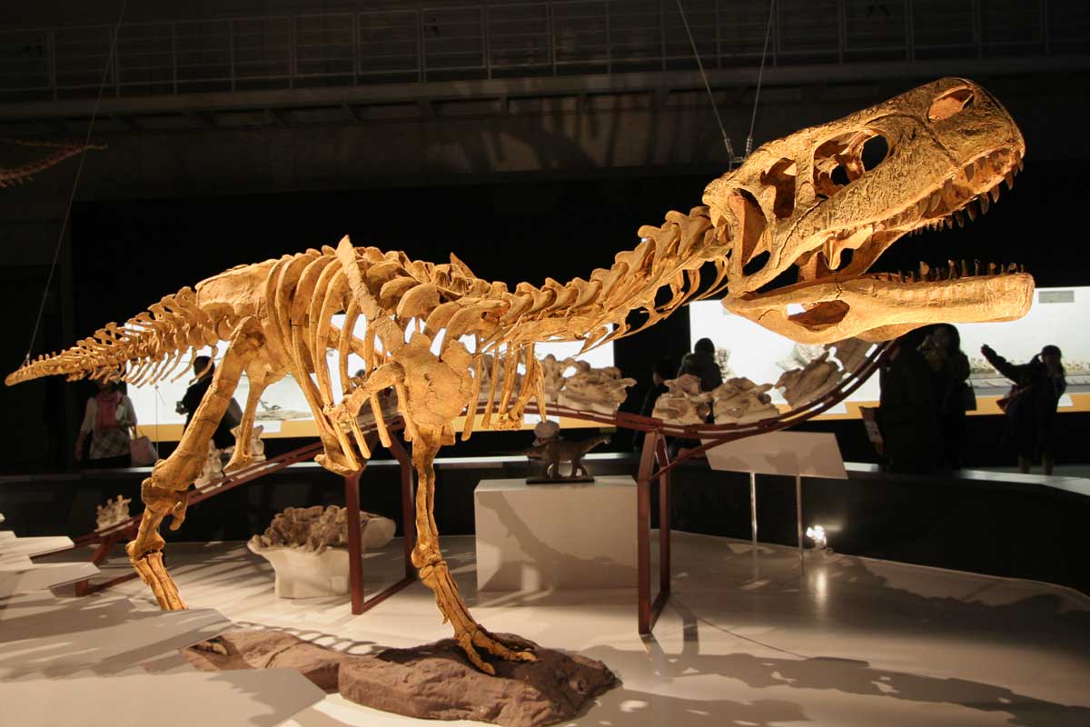 Temperature Variations Drive Evolutionary Innovation (image credits: Aucasaurus - 01Uploaded by FunkMonk, CC BY 2.0, https://commons.wikimedia.org/w/index.php?curid=8385058)
