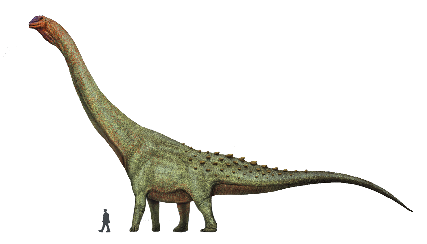 Patagotitan: The New Contender for Size Supremacy (image credits: By User:Mariolanzas, CC BY-SA 4.0, https://commons.wikimedia.org/w/index.php?curid=84960607)