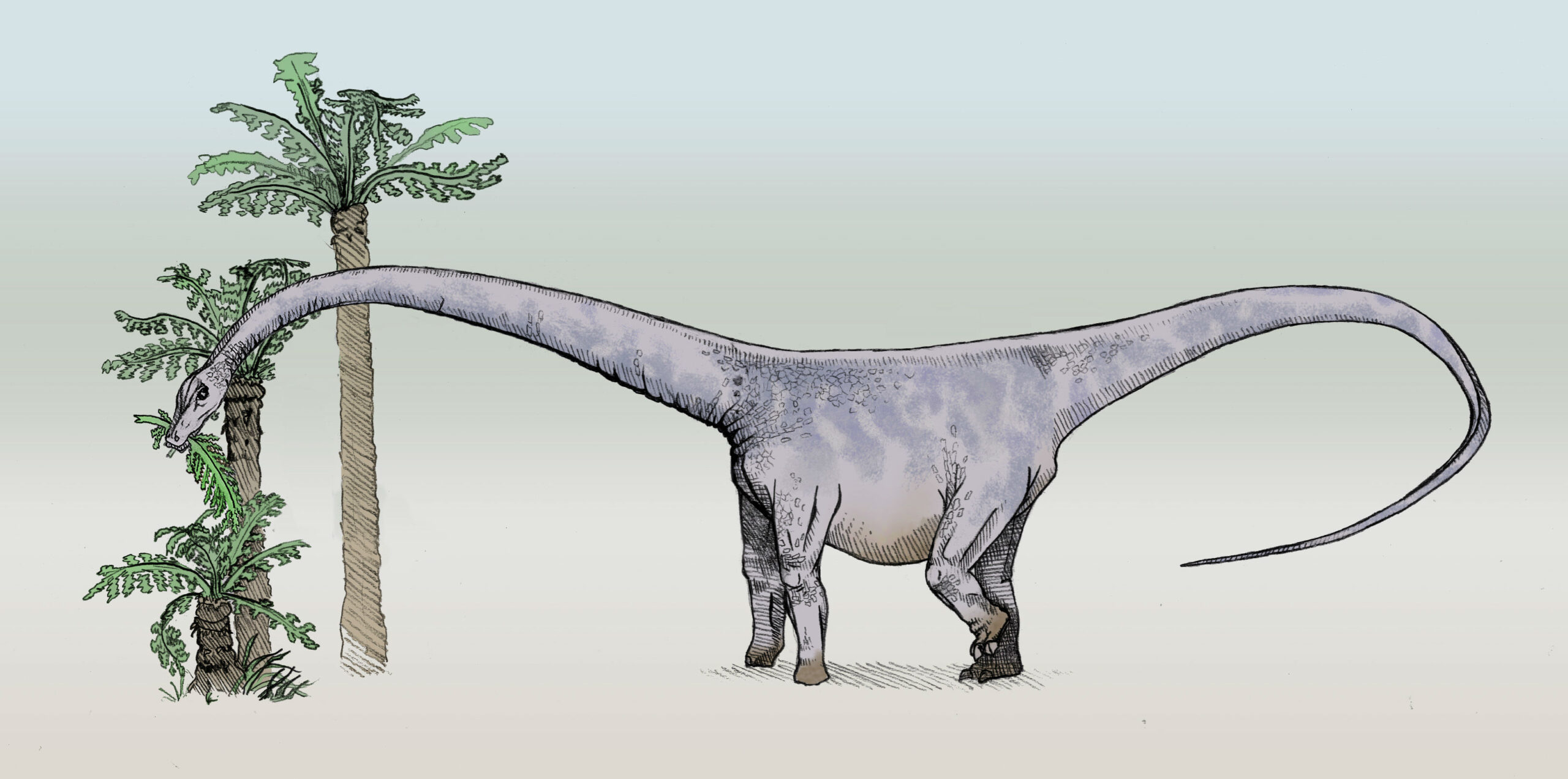 Barosaurus: The Towering Giant (image credits: CC BY-SA 3.0, https://commons.wikimedia.org/w/index.php?curid=1801437)