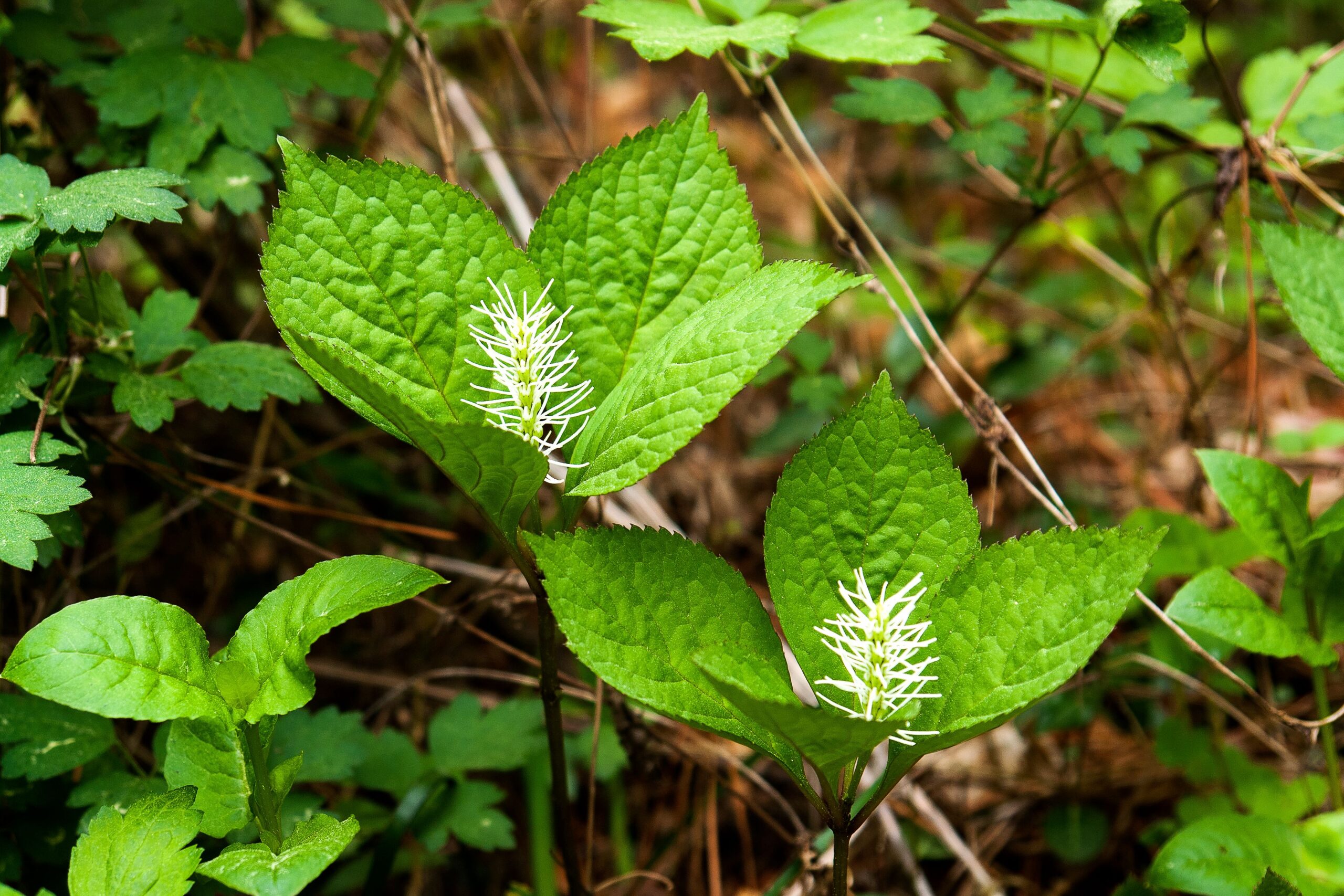 The Birth of Flowering Plants Sparked the Ultimate Survival Strategy (image credits: By bastus917, CC BY-SA 2.0, https://commons.wikimedia.org/w/index.php?curid=34467987)