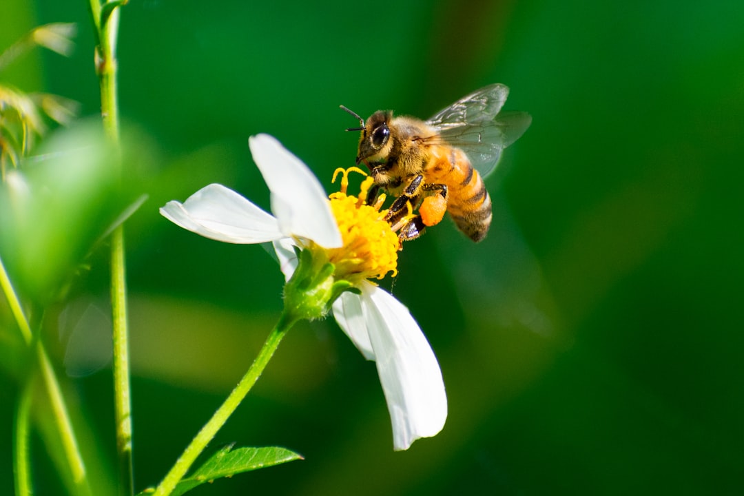 Coevolution With Insects Created Nature's First Power Partnerships (image credits: unsplash)