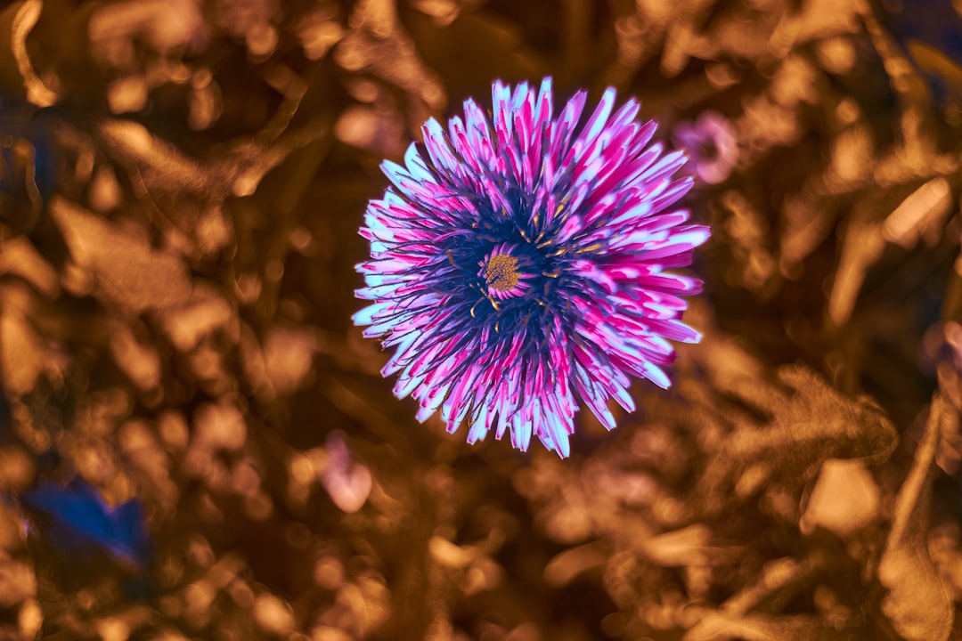 Genome Downsizing Gave Flowers Their Competitive Edge (image credits: unsplash)