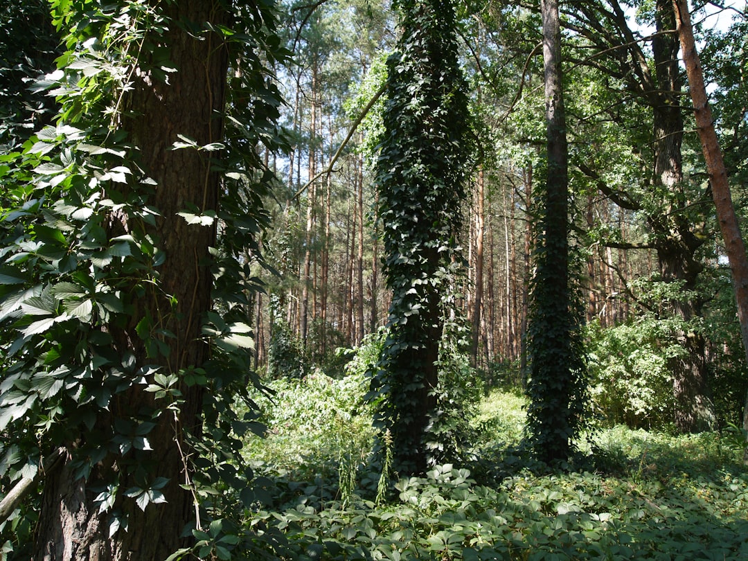 Forest Ecosystems Were Completely Restructured Around Flowering Plants (image credits: unsplash)