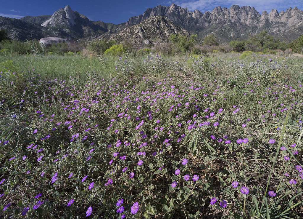 The Post-Extinction World Became a Flowering Plant Paradise (image credits: flickr)